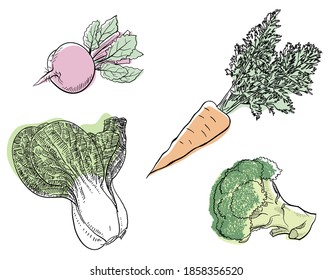 Simple black four kinds of vegetable line art painting.