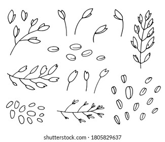 Simple black hand drawn linear illustration of cereal plants, agriculture industry organic crop products for oat groats flakes, oatmeal packaging design. 