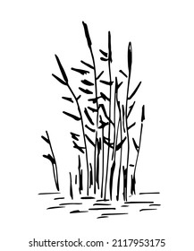 Simple black outline vector drawing. Reeds in water, vegetation, lake and swamp. Nature and landscape. Sketch in ink.