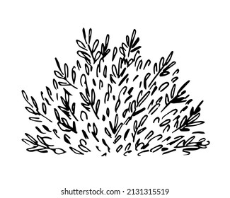 Simple black outline vector drawing. Lush bush isolated on white background. Sketch in ink. Garden plants, vegetation. Nature.