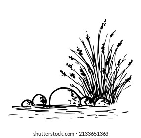 Simple black outline vector drawing. Swamp vegetation, stones in the water. Bush of grass, reeds, lake shore. Nature and landscape. Ink sketch.