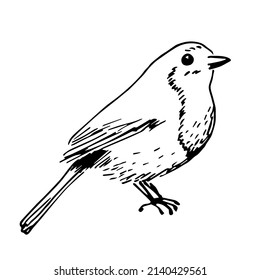 Simple black outline vector drawing. Robin bird isolated on white background. Sketch in ink.