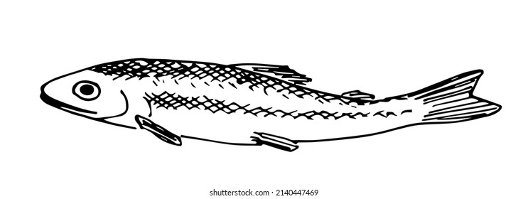 Dibujo simple del vector de contorno negro. Pescado de olor europeo. Marisco. Esbozar con tinta.