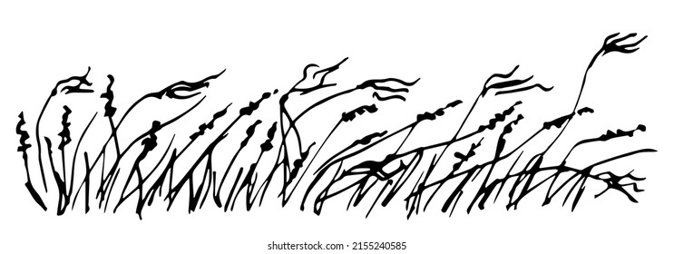 Simple black outline vector drawing. Wild steppe feather grass, pampas and inflorescences, dry plants of the prairie and desert. Nature and landscape. Sketch in ink.