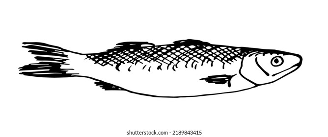 Dibujo simple del vector de contorno negro. Trucha del río aislada en un fondo blanco. Pescado fresco, comida. Esbozar con tinta.