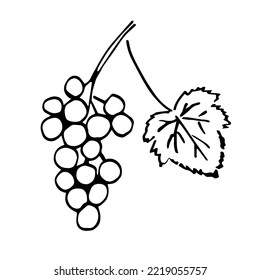 Simple black outline vector drawing. Bunch of grapes, leaf. For the label of wine, juice. Vineyard.