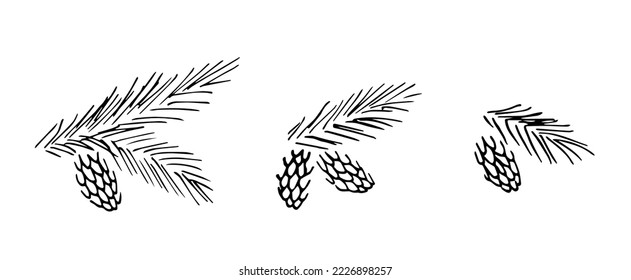 Simple black outline vector drawing. Set of plant elements for Christmas decoration. Coniferous branches and cones. Ink sketch.