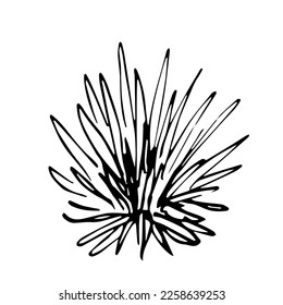 Simple black outline vector drawing. Agave bush isolated on white background. Plant, food and drink. Sketch in ink.