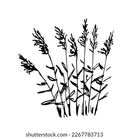 Simple black outline vector drawing. Thickets of reeds, a bush of pampas grass. Wild plants. Sketch in ink.