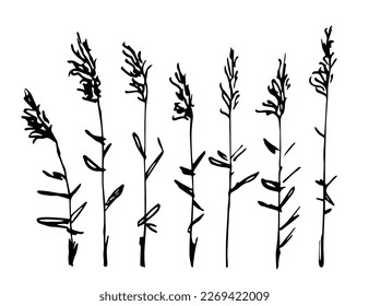 Simple black outline vector drawing  Reeds  stems  marsh vegetation 