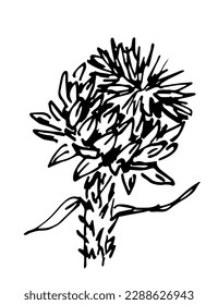 Simple black outline vector drawing. Thistle flower, wild thorny plants. Sketch in ink.