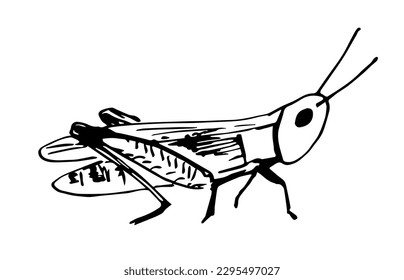 Simple black outline vector drawing. Grasshopper insect. Nature and animals. Locust, cricket. ink sketch.