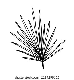 Simple black outline vector drawing. Palm leaf isolated on white background. Nature and vegetation. Sketch in ink.