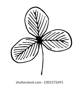 Simple black outline vector drawing. Clover leaf isolated on white background. Nature and vegetation. Sketch in ink.