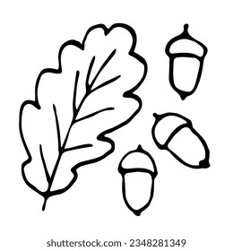 Simple black outline vector drawing. Oak leaf, acorns. Autumn nature, forest, plants. Sketch in ink.