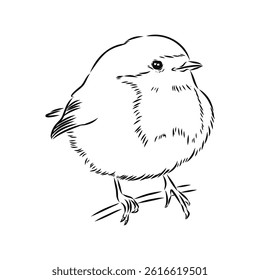 Simple black outline vector drawing. Robin bird isolated on white background. Sketch in ink.