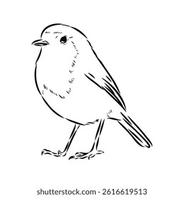 Simple black outline vector drawing. Robin bird isolated on white background. Sketch in ink.