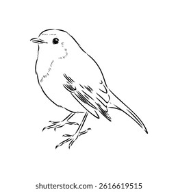 Simple black outline vector drawing. Robin bird isolated on white background. Sketch in ink.