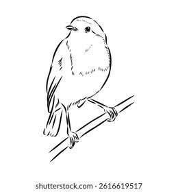 Simple black outline vector drawing. Robin bird isolated on white background. Sketch in ink.