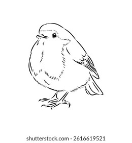 Simple black outline vector drawing. Robin bird isolated on white background. Sketch in ink.
