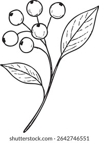 A simple black and white drawing features a branch with berries and leaves, perfect for botanical illustrations or design elements.