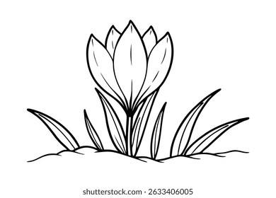 Simples ilustração preto e branco de uma flor de croco florescendo na primavera