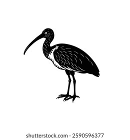  a simple black and white illustration of an ibis bird. The bird stands upright with long legs, a long beak, and detailed feathers