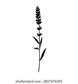 A simple black and white illustration of a lavender plant with detailed leaves and flower spikes, emphasizing natural elegance and botanical beauty.