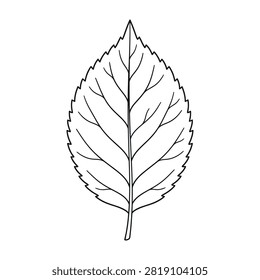 A simple black and white illustration of a leaf with intricate veins and a serrated edge