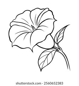 Simple black and white line art of a morning glory flower with leaves