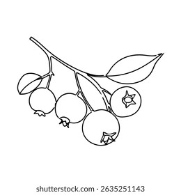 Simple black and white line art illustration of a blueberry branch with leaves