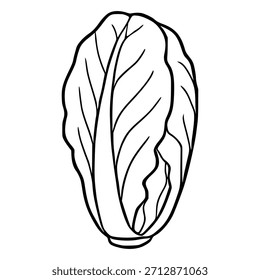 A simple black and white line art vector illustration of a fresh cabbage head with visible leaf veins and a distinct outline.