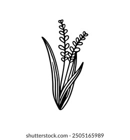 A simple black and white line drawing of a cluster of grass with two seed stalks.