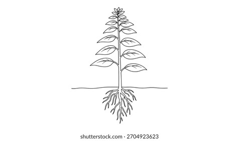 Simple black and white line drawing of a tall plant with visible leaves stem and an intricate root system in the ground.