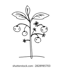 A simple black and white line drawing of a tomato plant with leaves, small flowers, and growing tomatoes on the vine
