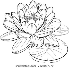 A simple Black and white vector drawing of Frogs, Pond, Nature, Water Lilly