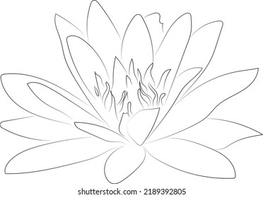 A simple black and white vector line pattern of a flower on a white background. Water lily flower.