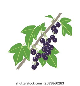 Simple Blackcurrant isolated on white background. Black currant branch with dark ripe berries and green leaves. Healthy natural summer food. Garden cassis plant vector flat illustration.