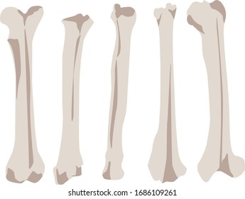 Simple bone and white background