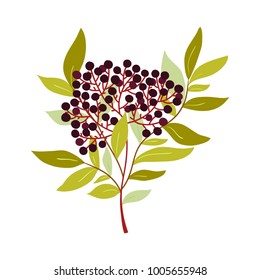 simple botanical illustration of brach with leaves and berries. can be used for wedding invitations or for other different designs