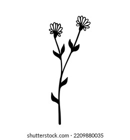 Simple botanical sketch of wild field plant,meadow grass.Vector graphic.