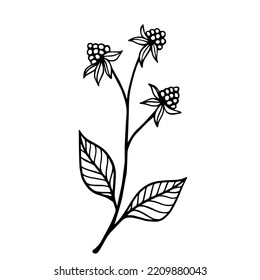 Simple botanical sketch of wild field plant,meadow grass.Vector graphic.