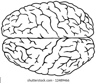 Simple Brain Drawing