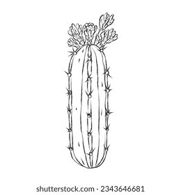 Simple brush painted cactus with flowers