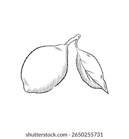 Simple cartoon hand drawn lemon with one green leaf vector illustration. Drawing for branding, food-related projects and natural product packaging