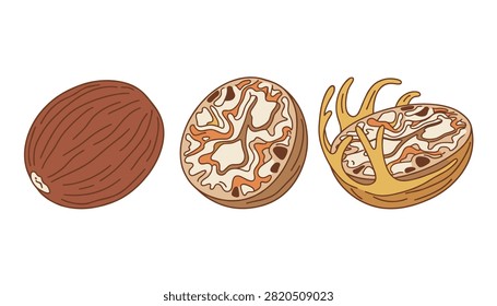 Simple cartoon illustration of nutmeg seeds showing whole, sliced, and decorative mace structures side by side.