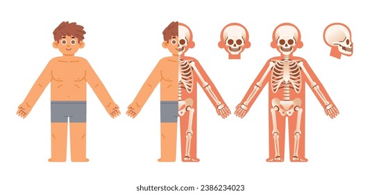 Simple Cartoon male skeleton system cross section frontal view. Flat vector anatomical infographics char