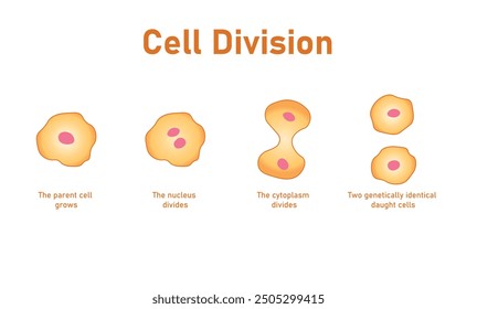 Simple cell division diagram in biology. Mitosis stages.