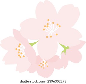 A simple cherry blossom flower illustration that can be used as a focal point. Colored flat design illustration.