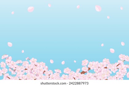 Simple cherry blossom trees, branches and cherry blossoms in full bloom, spring frame with blank space.